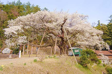 三隅太平桜