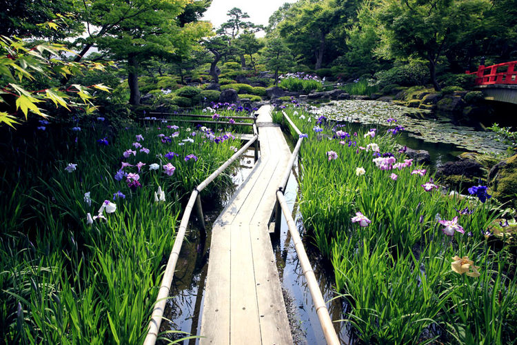 iris flowers in Yuushien 