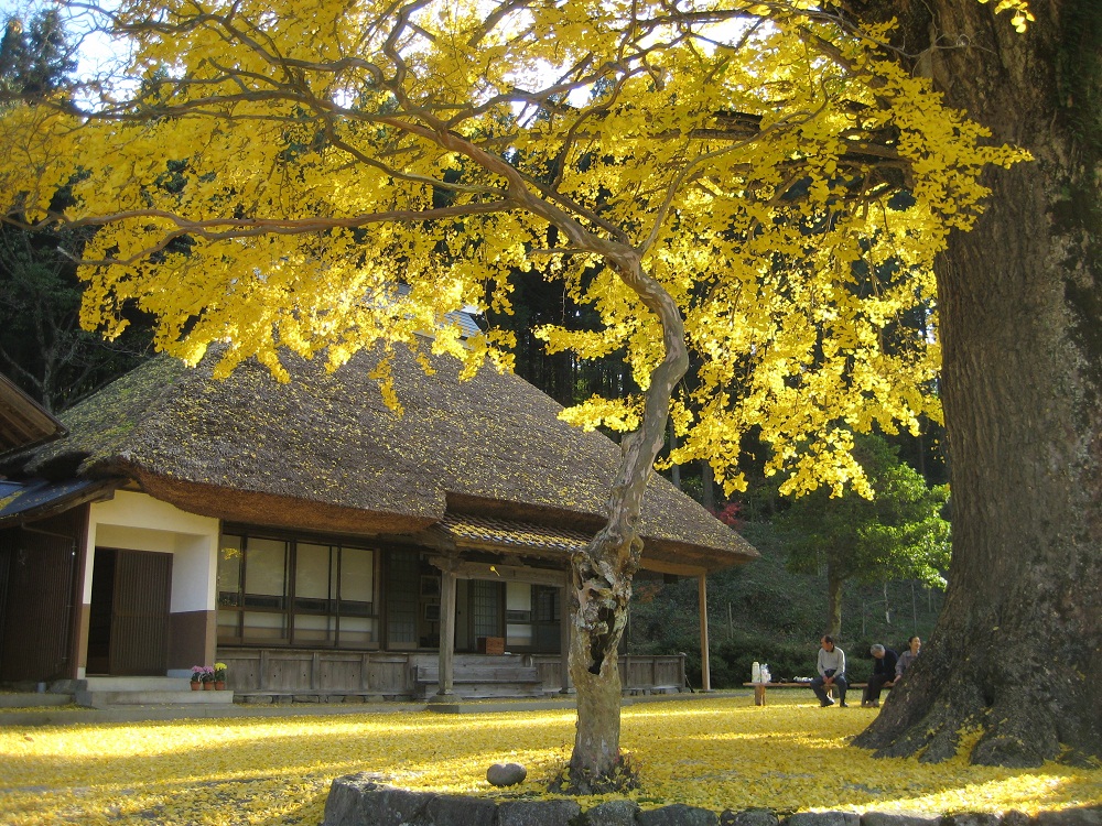 kingenji temple