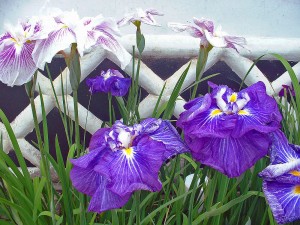 Iris in Tonomachi