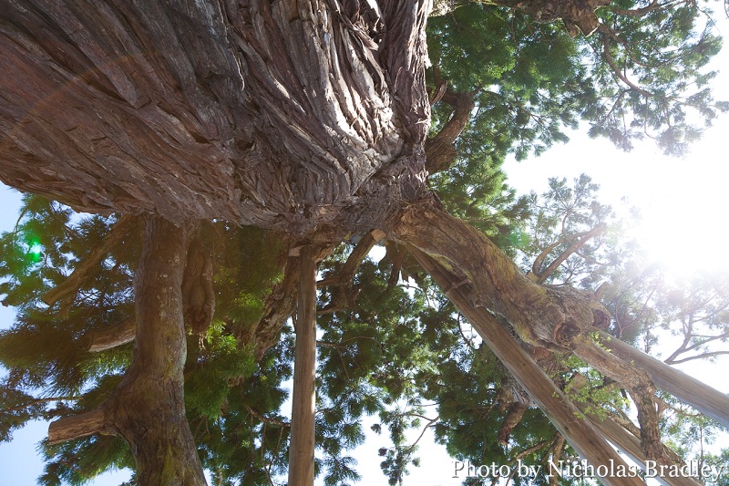 Kabura-sugi Japanese cedar