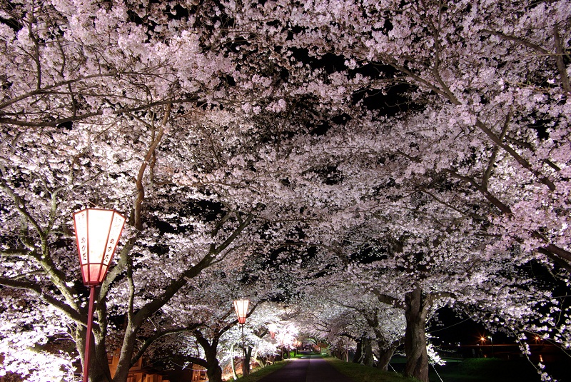 cherry blossoms　unnan