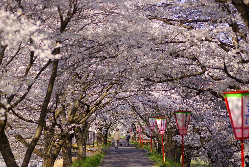 Cherry Trees in Mitoya 