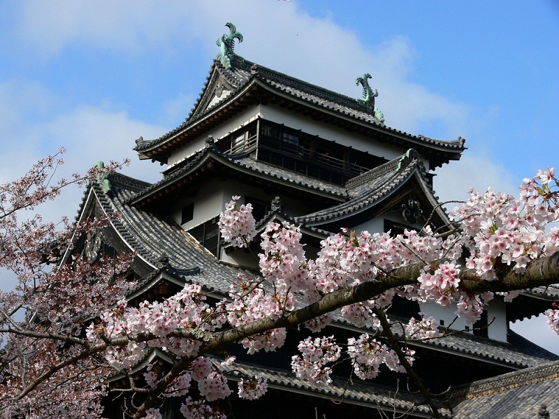 Matsue Castle cherry blossoms