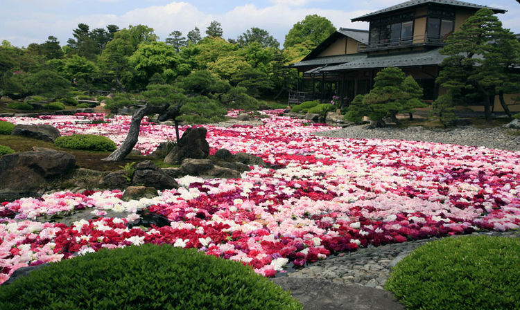 Chisen Peonies