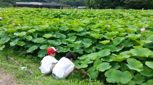 lotus konijndani