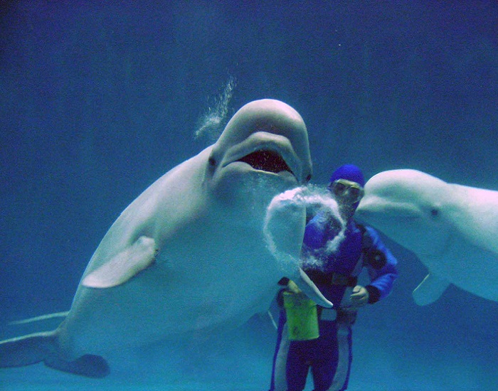 Watch penguin visit beluga whales in aquarium