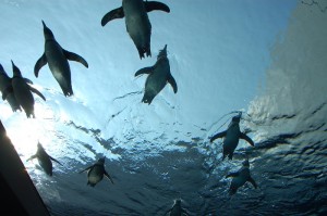 flying penguins aquas