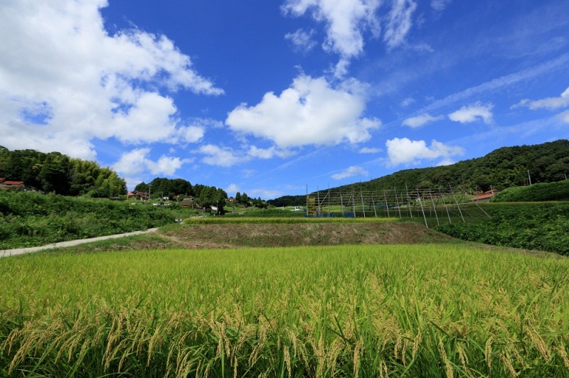 rice fields in unnan