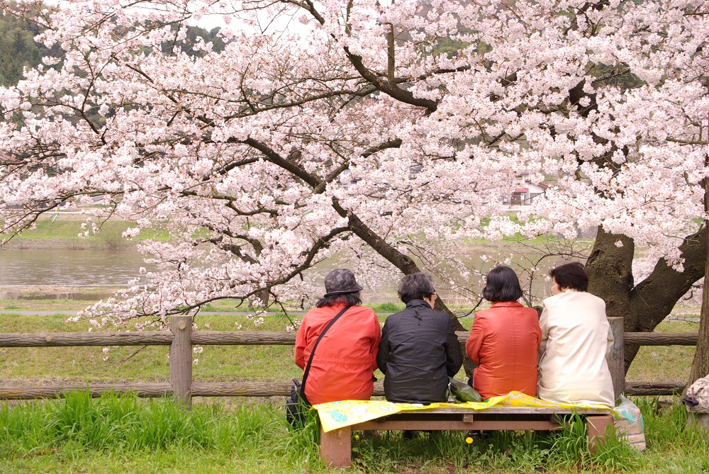 cherry blossoms unnan