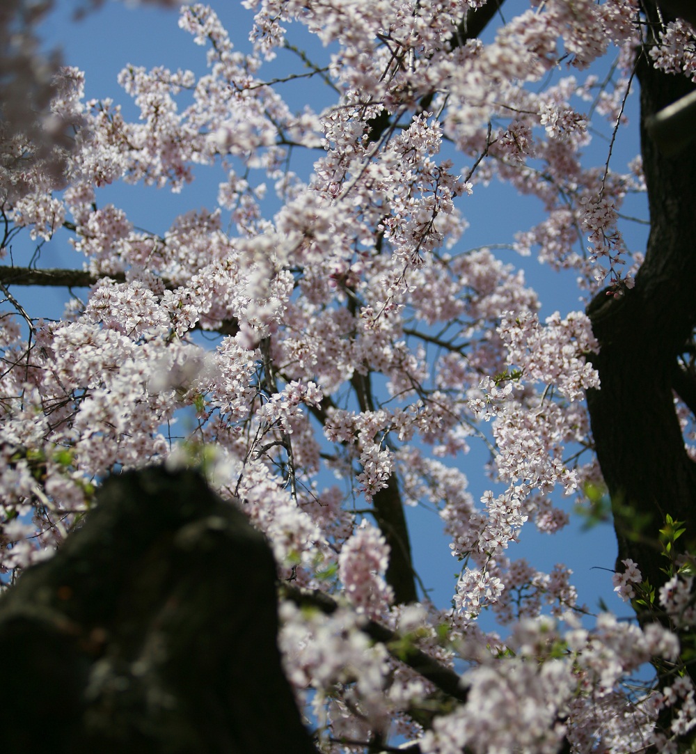 Cherry Blossom Spots in Shimane | SHIMANE