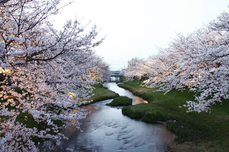 tamatsukuri-ssakura