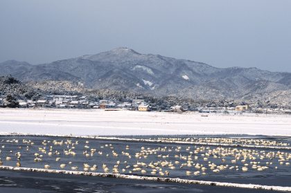 wintering swans in Yasugi City