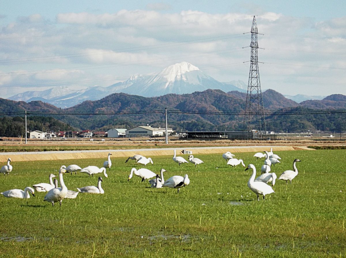 wintering swans with Mt. Daisen in the background in Yasugi City
