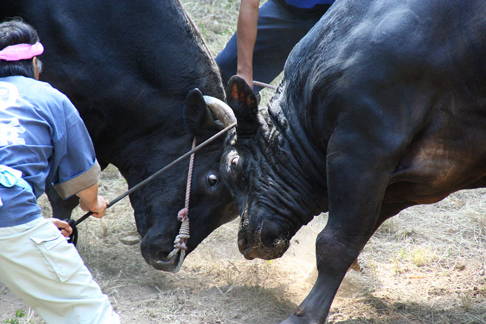 Bull Sumo (Ushi-tsuki)
