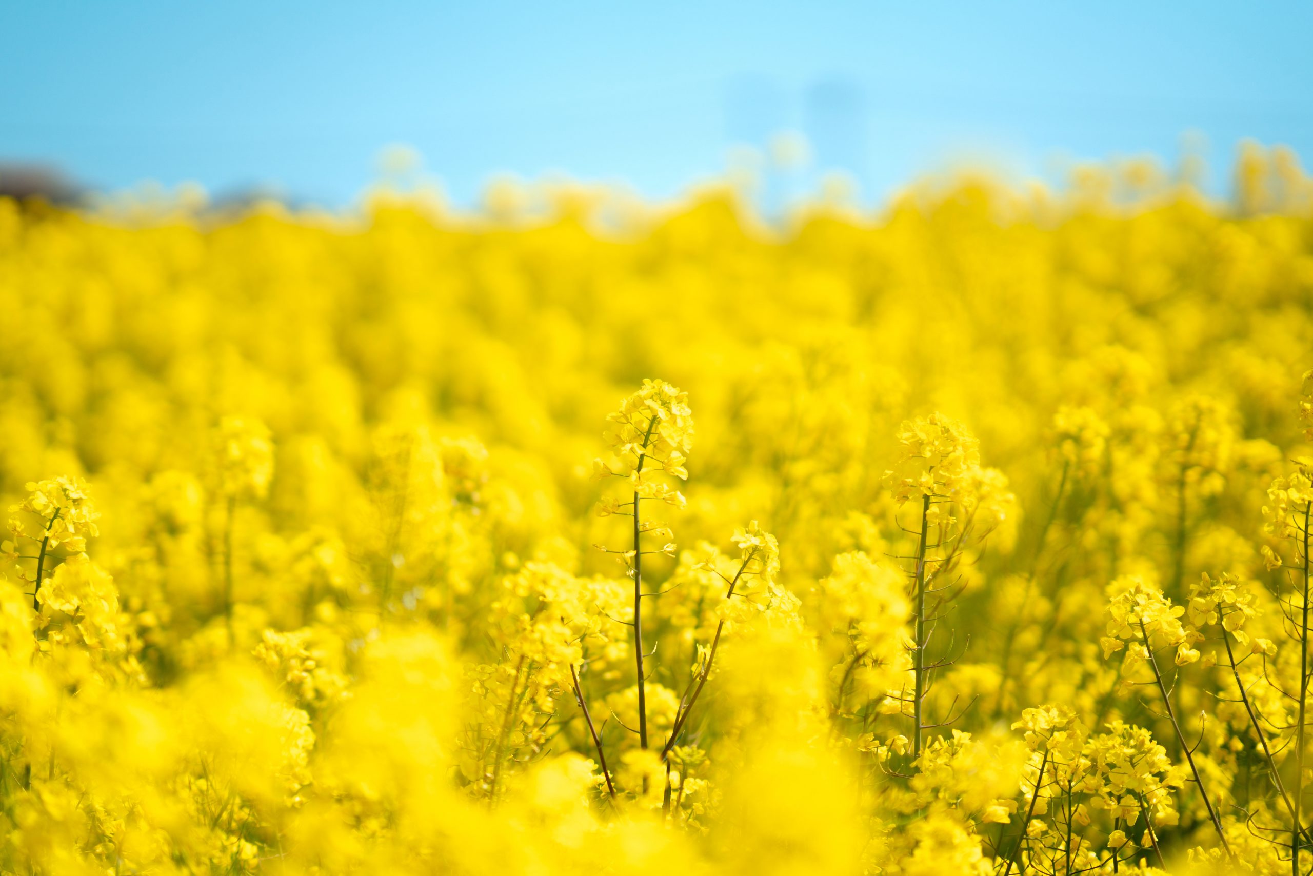 Canola Flower Fields (nanohana)