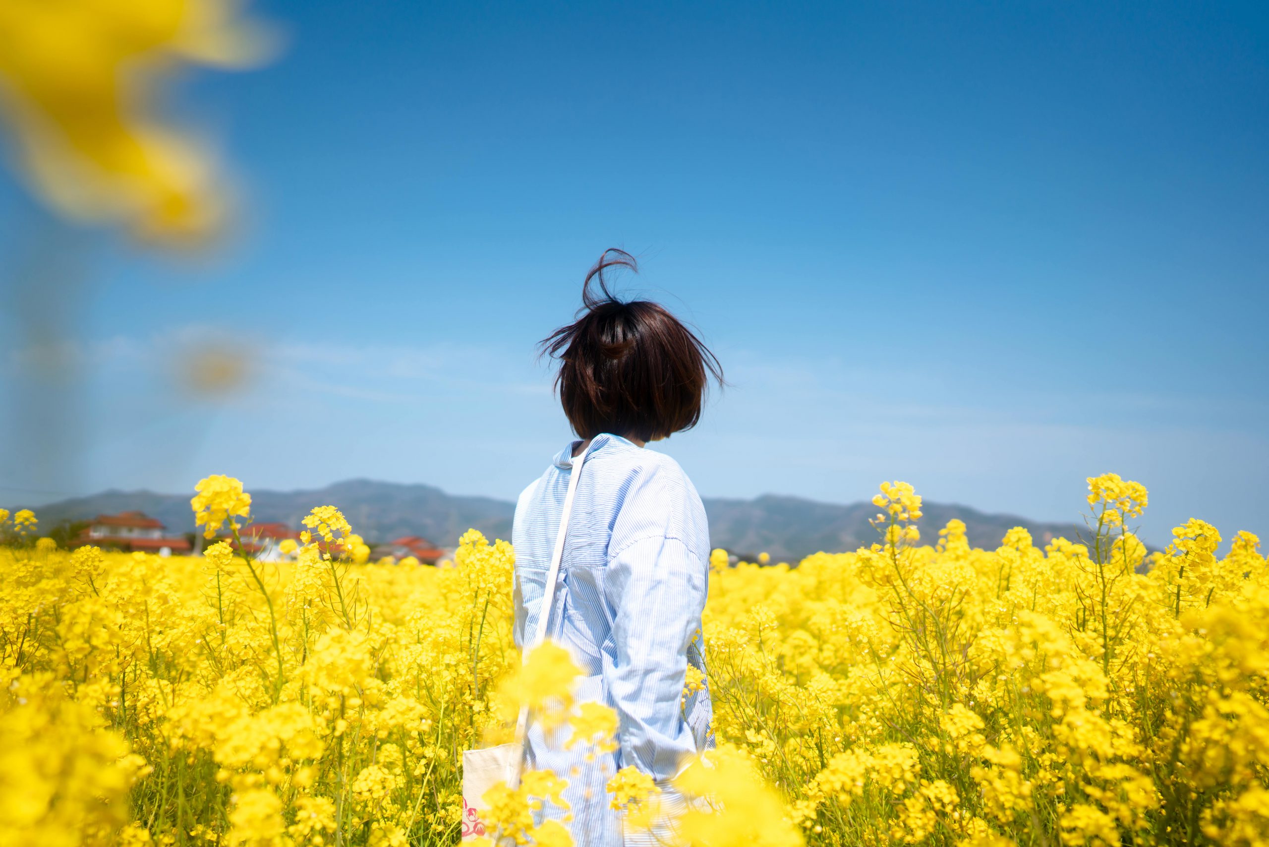 Canola Flower Fields (nanohana)