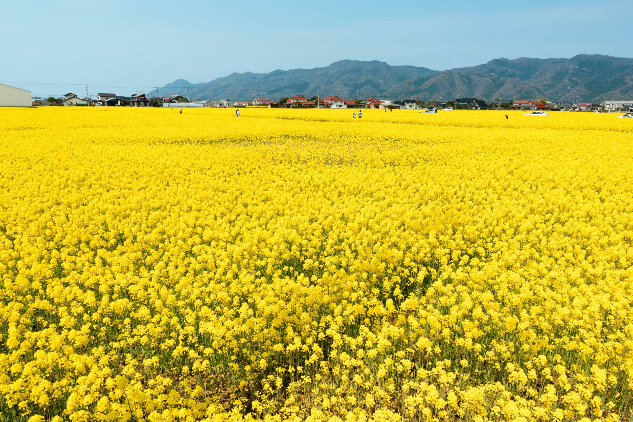 Canola Flower Fields (nanohana)