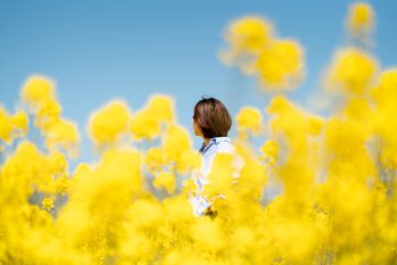 Canola Flower Fields (nanohana)