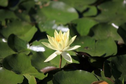 Water Lily (July, August)