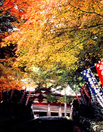 鰐淵寺（出雲市）