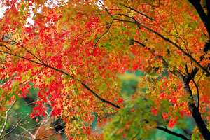 島根県の紅葉