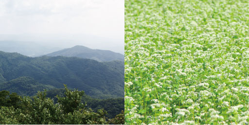 奥出雲・そばの花畑