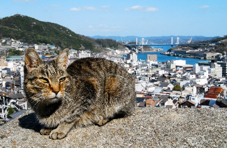 尾道