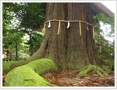 樹齢約1200年の大杉