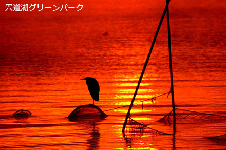 宍道湖グリーンパーク・野鳥