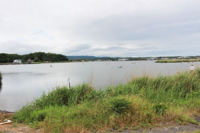 大和しじみが生息する出雲の神西湖