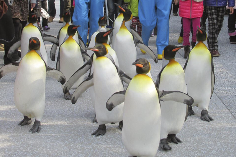 アクアスのペンギン