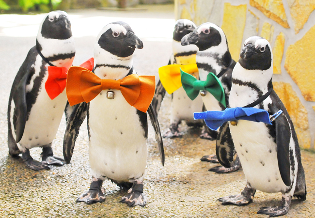 松江フォーゲルパークのペンギン