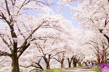 島根お花見情報