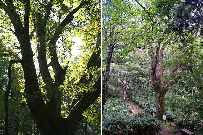 安蔵寺山の大ミズナラ