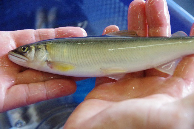 今が旬の鮎を味わう 島根の清流 高津川 を巡る食旅 しまね観光ナビ 島根県公式観光情報サイト