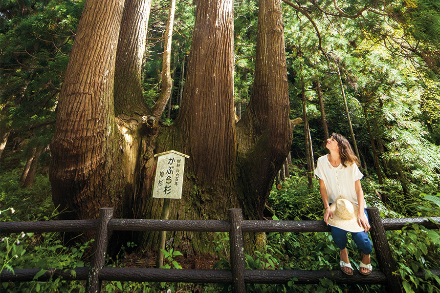 隠岐の島町　かぶら杉