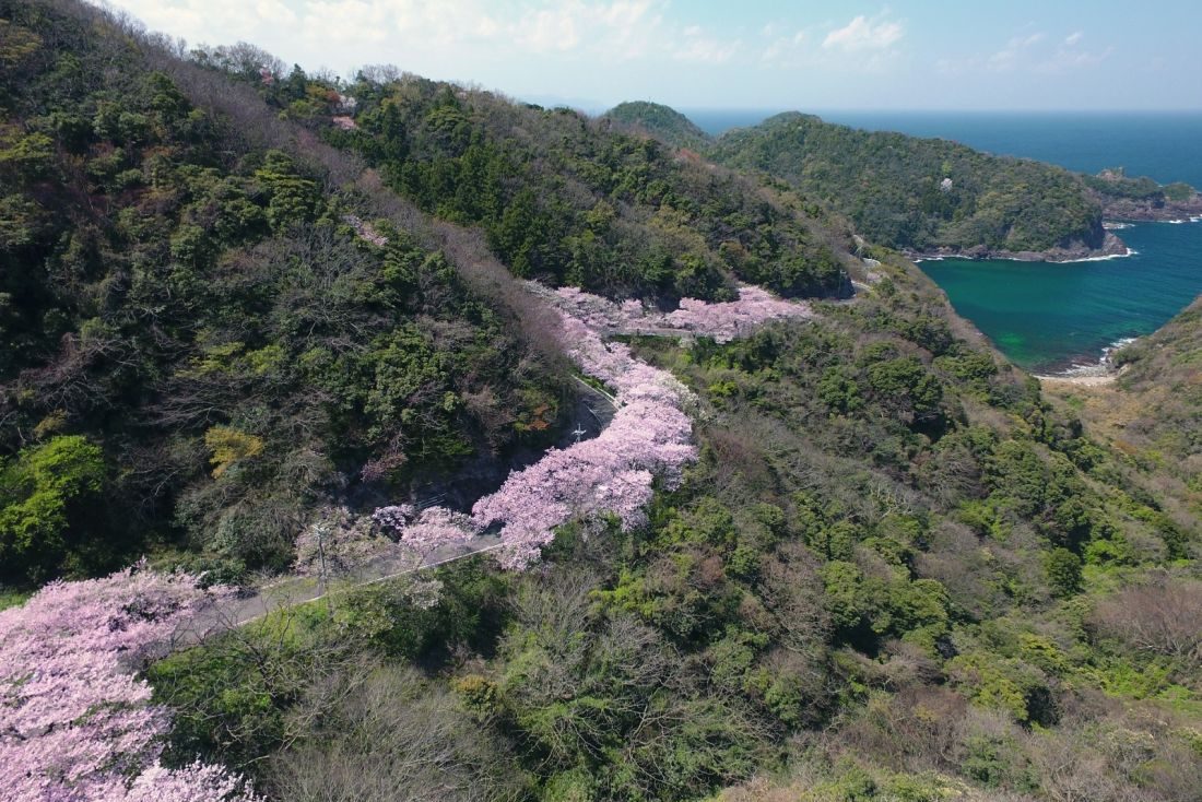 チェリーロード（海の見える桜街道）