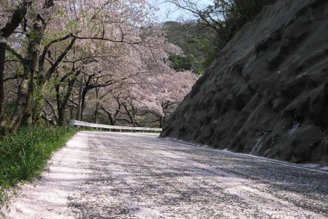 チェリーロード（海の見える桜街道）