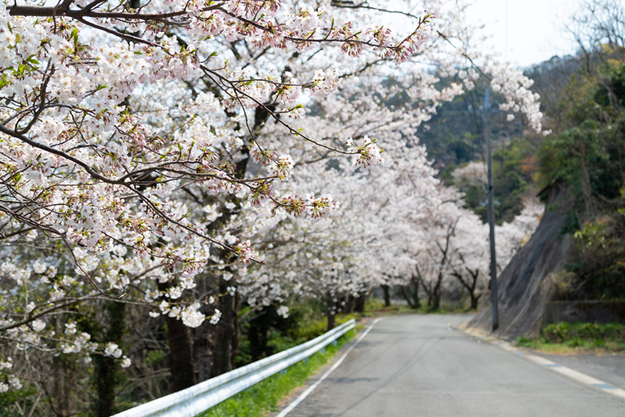 チェリーロード（海の見える桜街道）