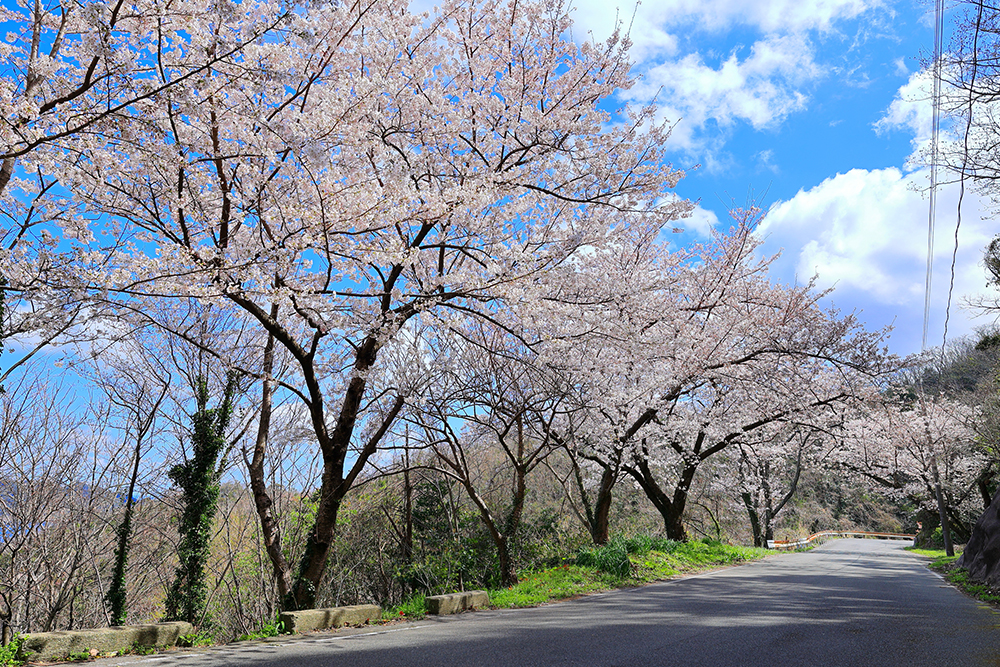 チェリーロード（海の見える桜街道）