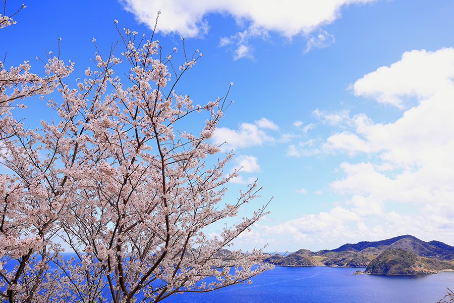 チェリーロード（海の見える桜街道）