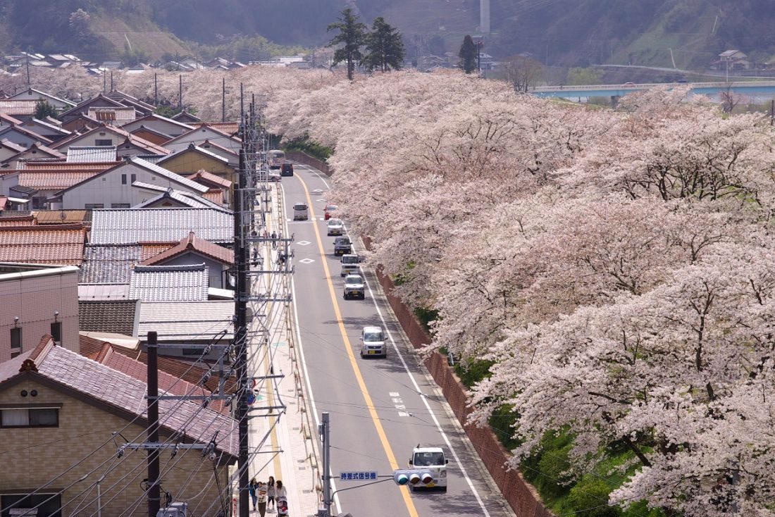 斐伊川堤防桜並木 しまね観光ナビ 島根県公式観光情報サイト