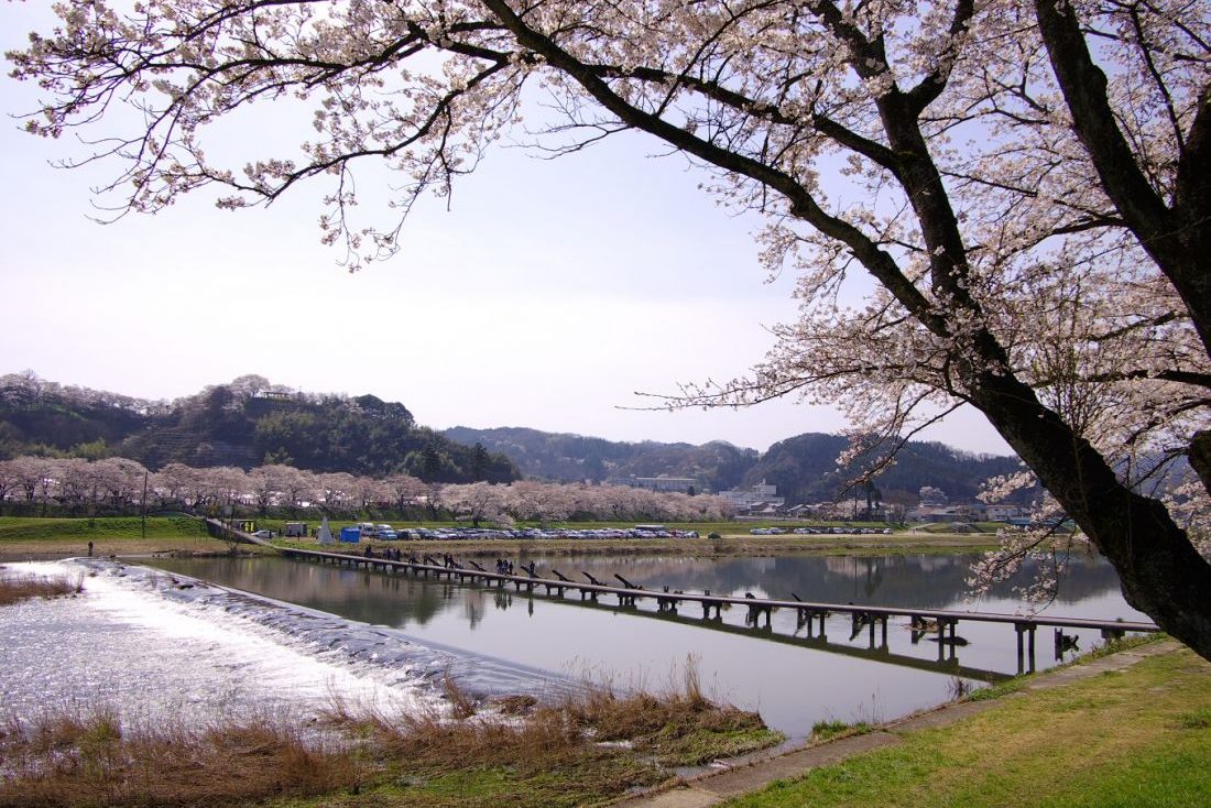 斐伊川堤防桜並木