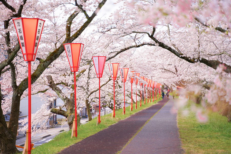 斐伊川堤防桜並木 しまね観光ナビ 島根県公式観光情報サイト