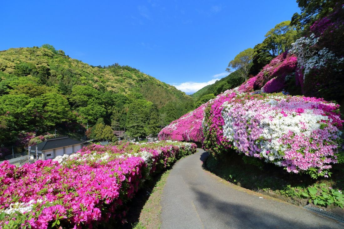 三隅公園のツツジ しまね観光ナビ 島根県公式観光情報サイト