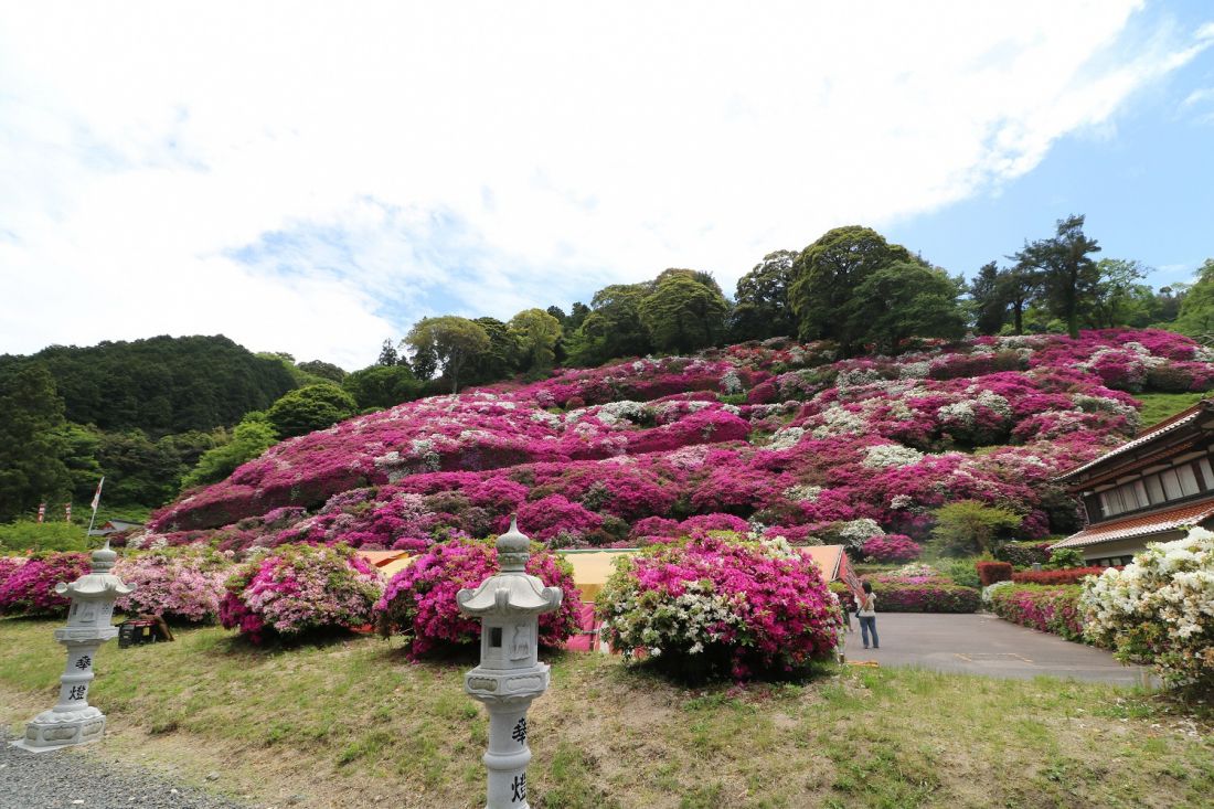 三隅公園のつつじ