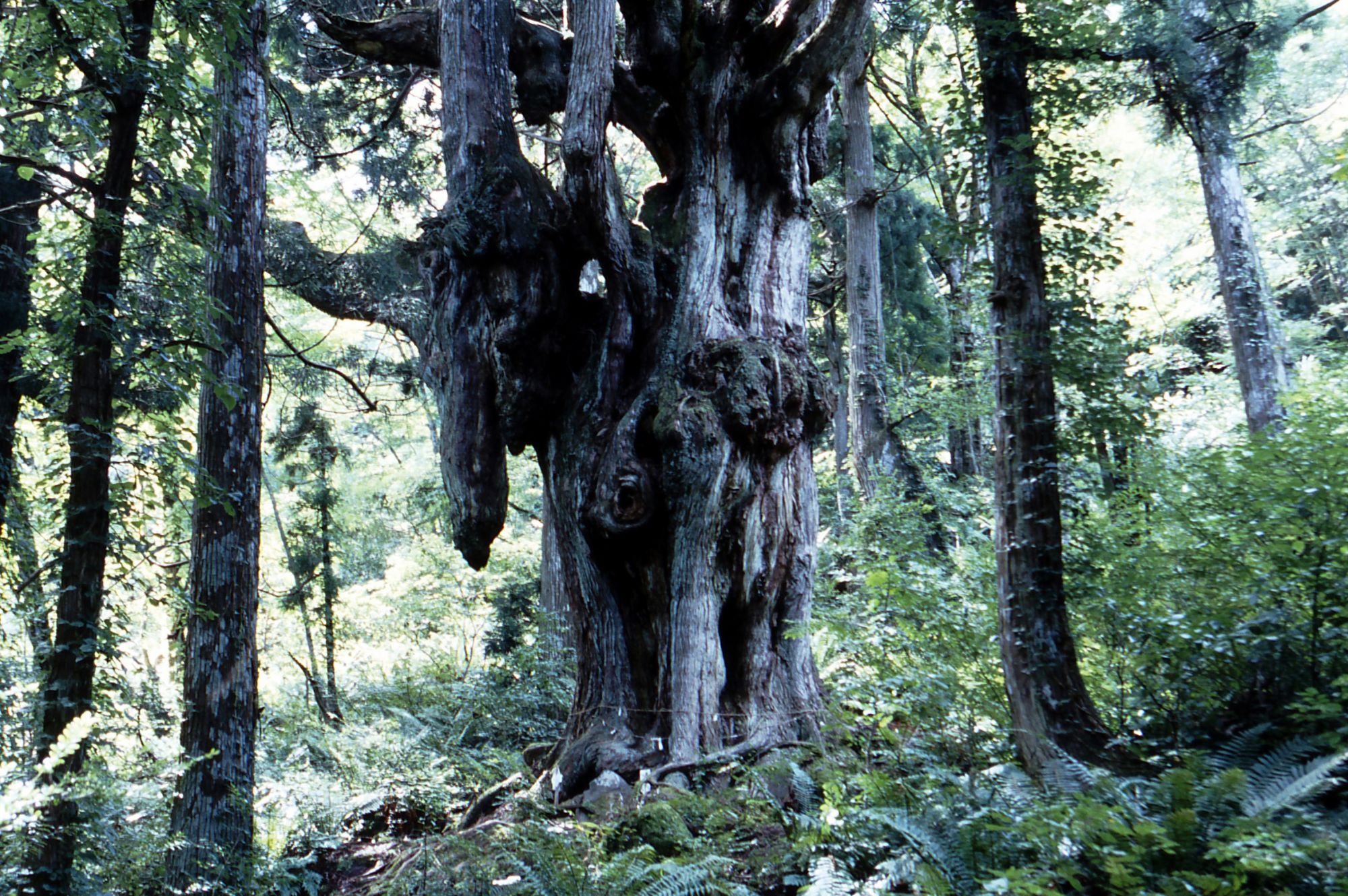 岩倉 の 乳房 杉