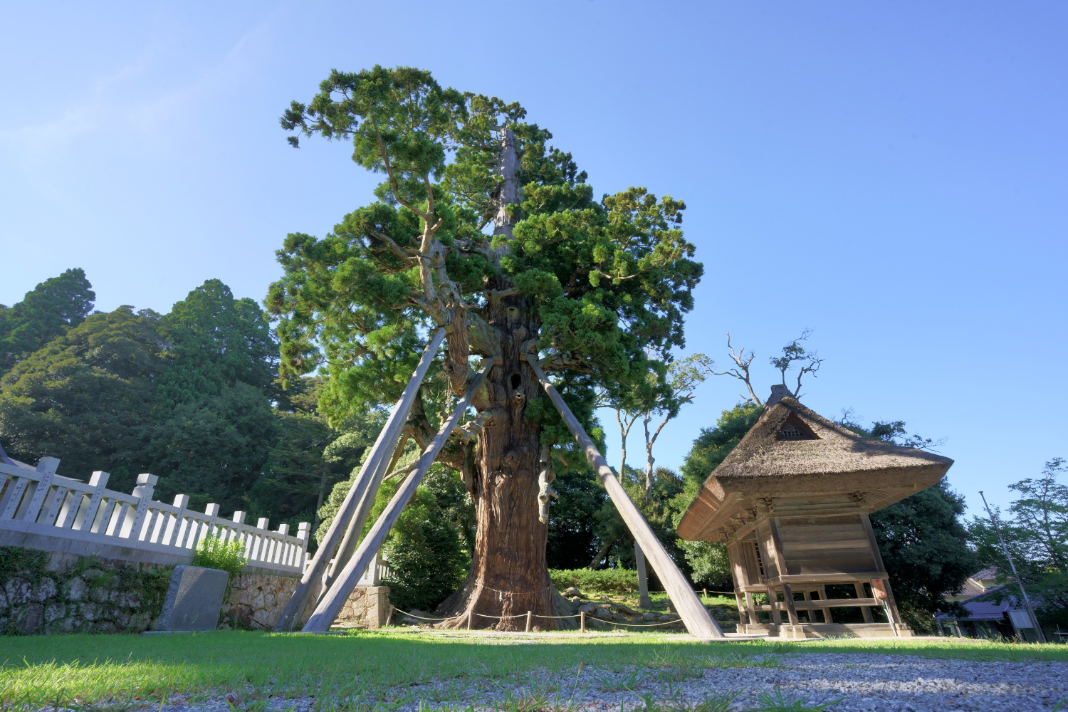 玉若酢命神社の八百杉