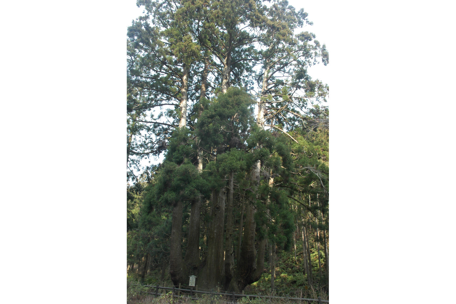 かぶら杉